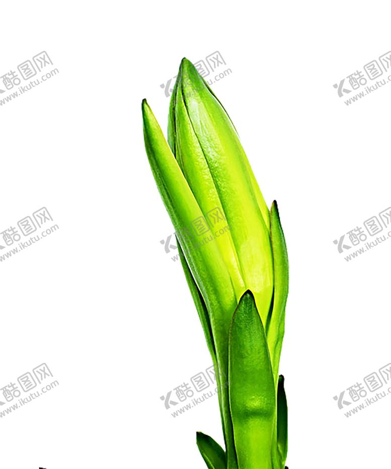 编号：54097710190841149821【酷图网】源文件下载-绿色植物