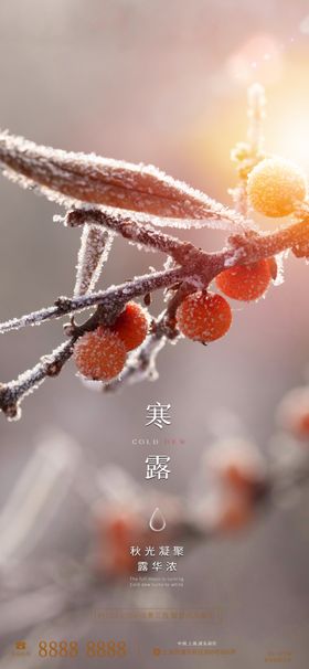 寒露海报