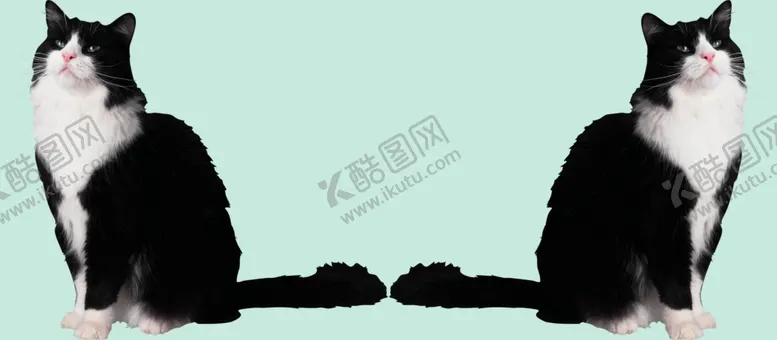 编号：77124211302036335163【酷图网】源文件下载-猫咪