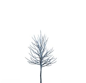 树木
