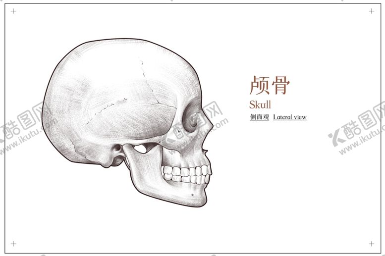 编号：40232205110501276463【酷图网】源文件下载-颅骨骨科社会公益展板素材