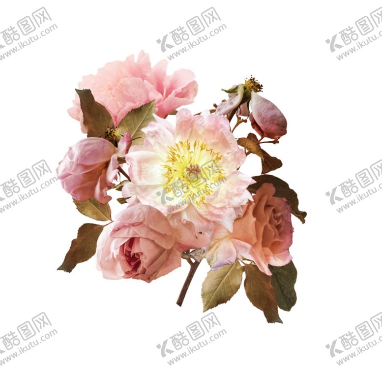 编号：34436705091548385942【酷图网】源文件下载-花朵