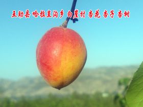 互助县哈拉直沟乡白崖村杏
