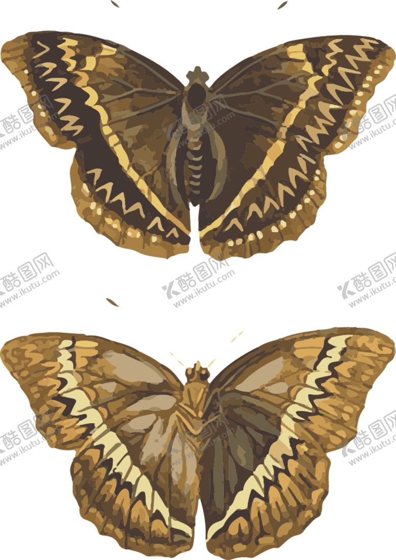 编号：59784310230155166513【酷图网】源文件下载-自然昆虫标本插画