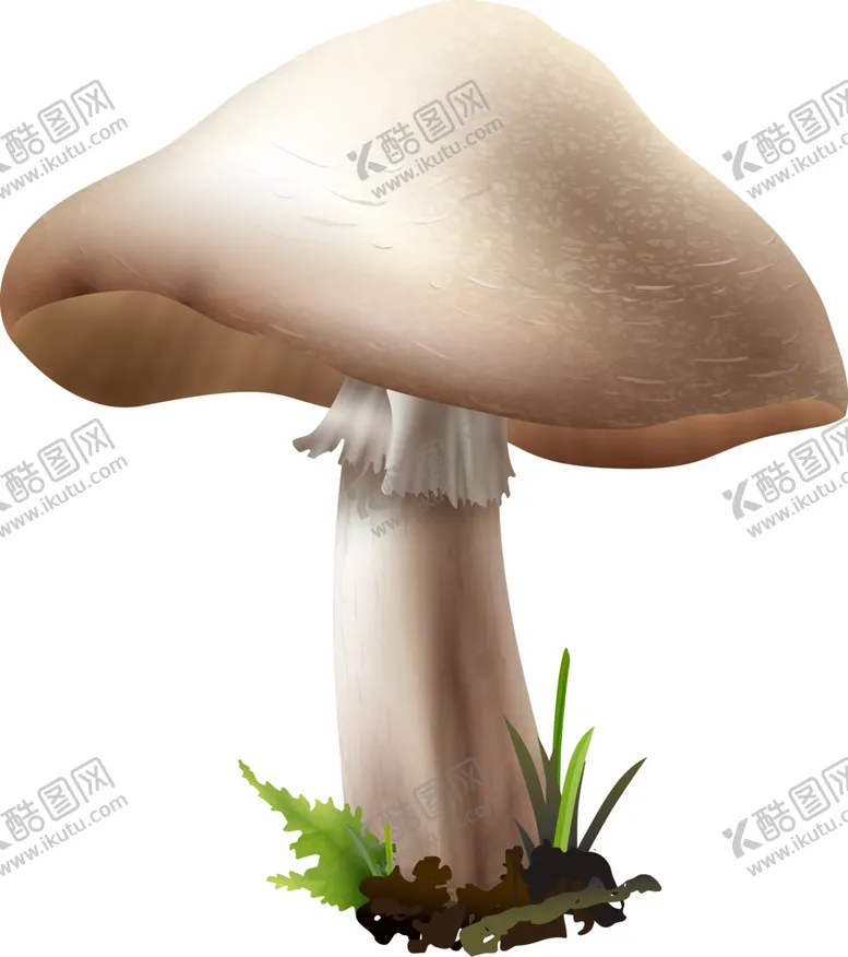 编号：18036002081943444170【酷图网】源文件下载-菌类植物