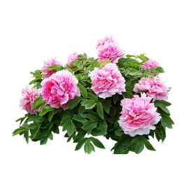 牡丹花