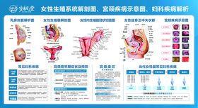 女性生殖系统解剖示意图