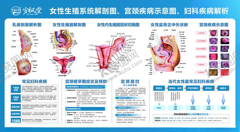编号：29607710062227125650【酷图网】源文件下载-女性生殖系统解剖示意图