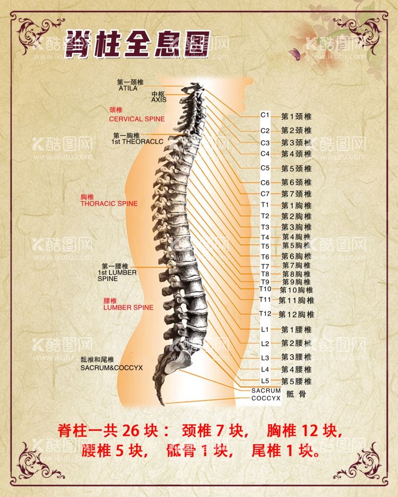 编号：90623712121826136032【酷图网】源文件下载-中医脊柱全息图