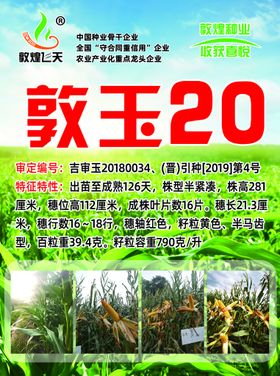 敦玉20 玉米种子