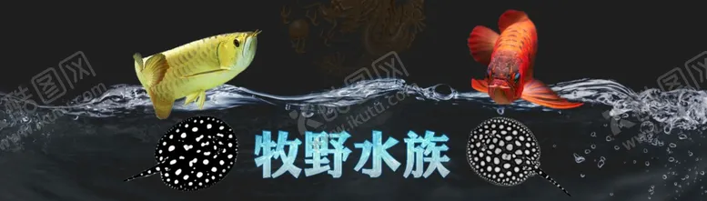 编号：19885302110243294743【酷图网】源文件下载-水族观赏鱼店招banner