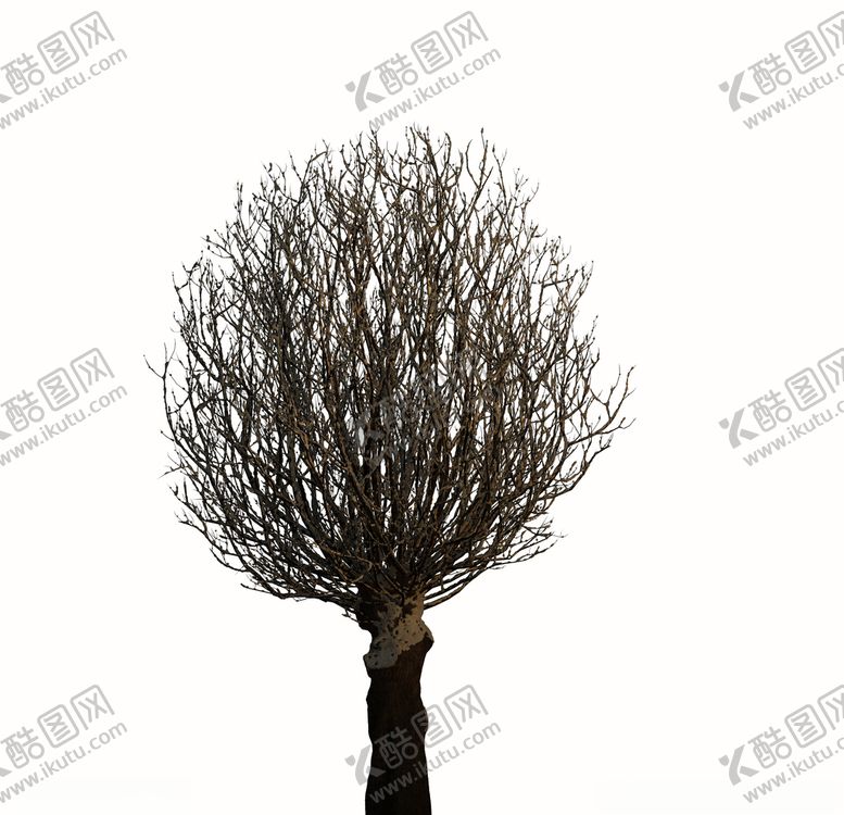 编号：45726410060740304624【酷图网】源文件下载-树林