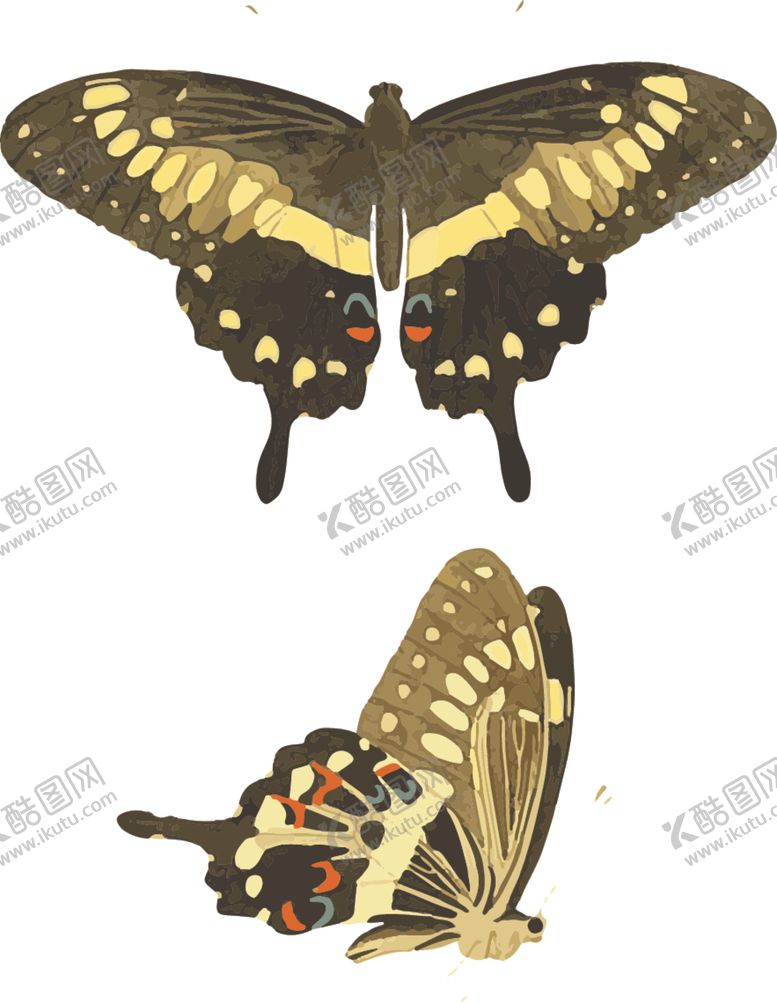 编号：69271107012026029460【酷图网】源文件下载-蝴蝶昆虫插画