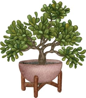 绿植盆栽插画