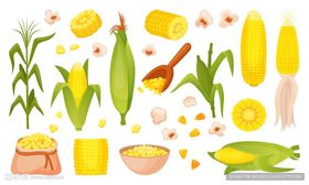 玉米插图