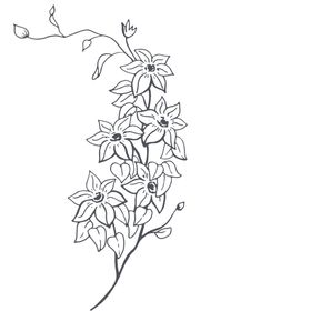 手绘植物