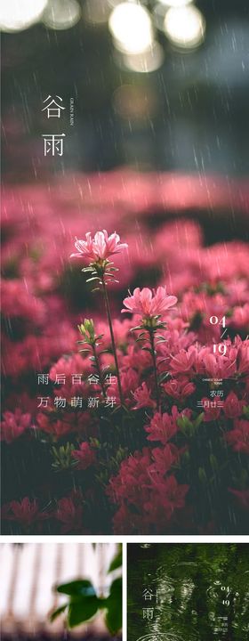 谷雨节气系列海报简约小清新花二十四