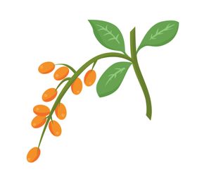 一支手绘枸杞