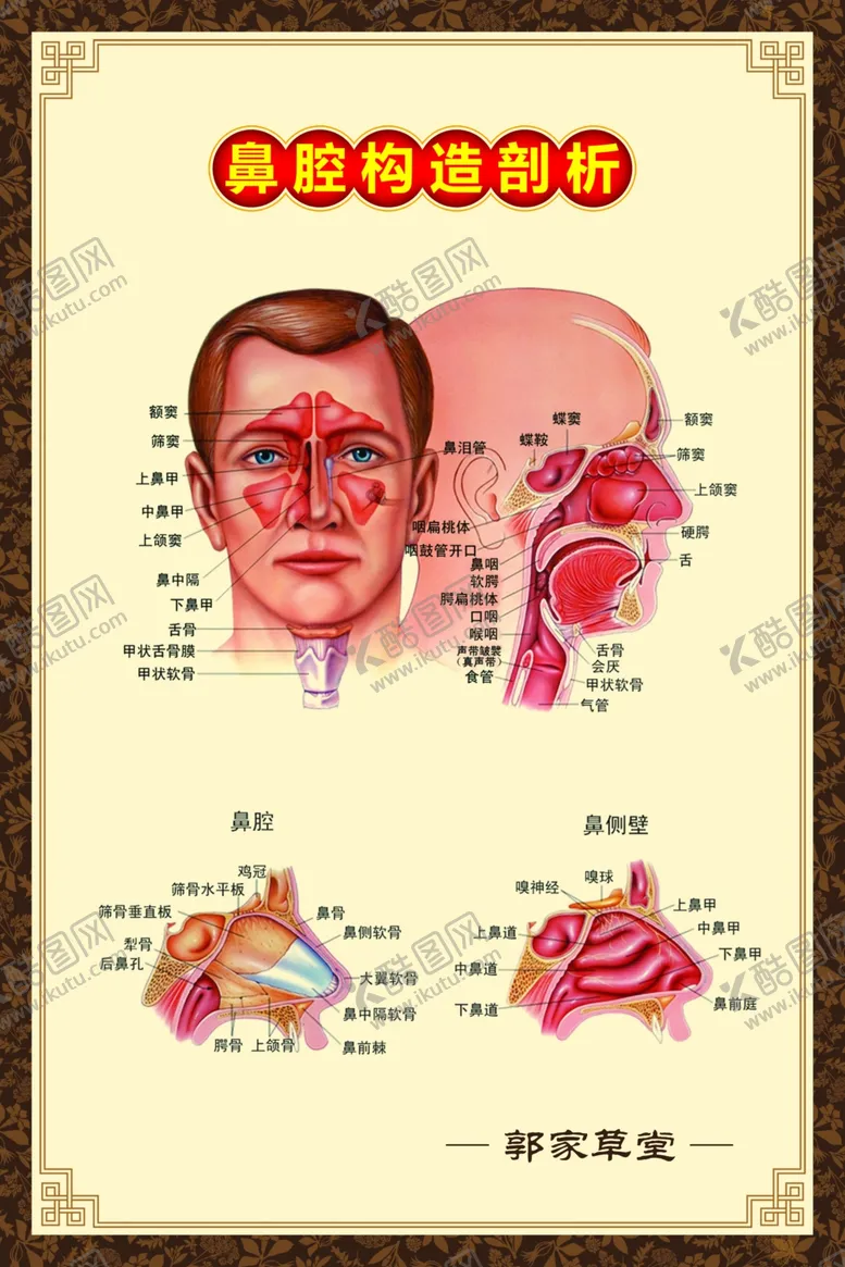 编号：62764704291036048708【酷图网】源文件下载-鼻腔构造剖析展板