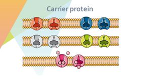 细胞生物学和组织学医疗插画医素材医疗素材医疗元素