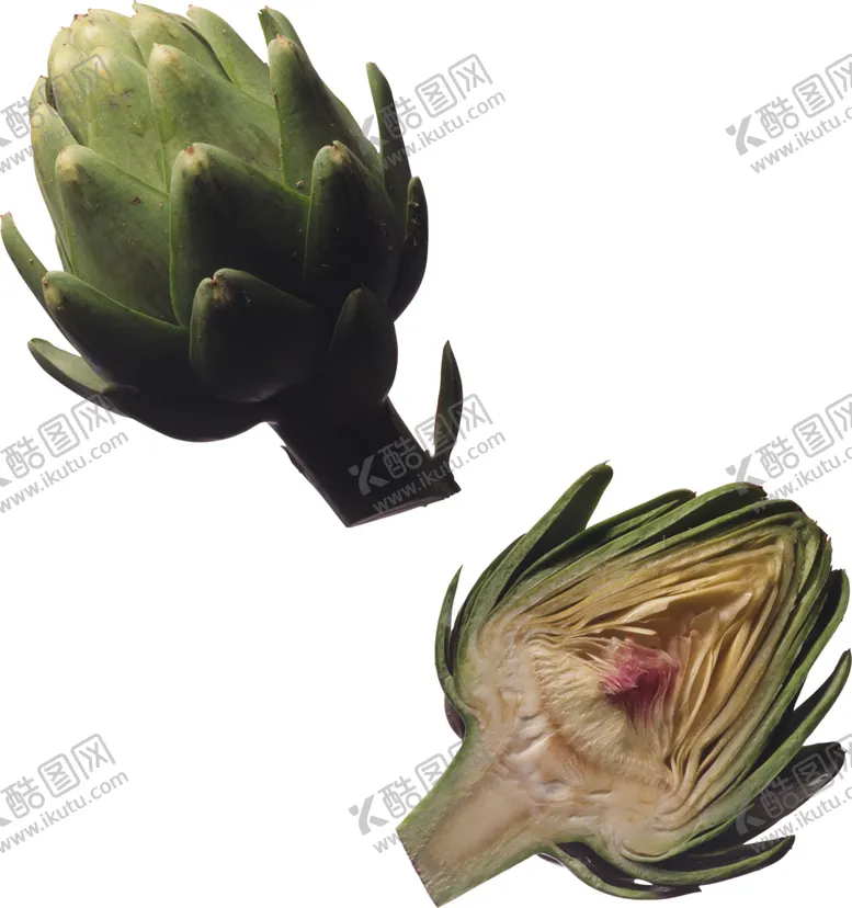 编号：86858101202111418237【酷图网】源文件下载-朝鲜蓟