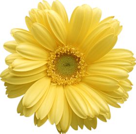 菊花素材