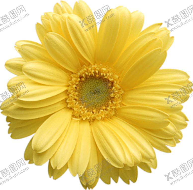 编号：89592310192305593732【酷图网】源文件下载-菊花素材