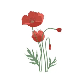 手绘花卉图片素材清新设计