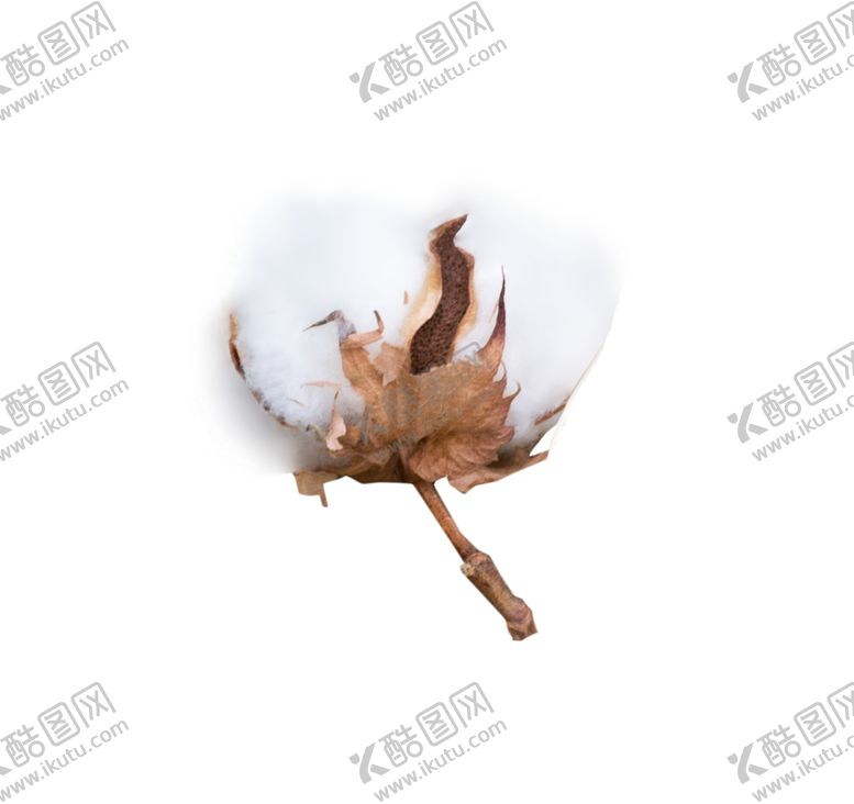 编号：53845010272004586904【酷图网】源文件下载-棉花