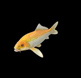 海洋生物
