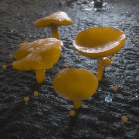 蘑菇