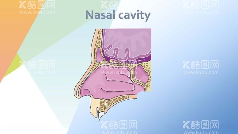 编号：38260512022140335989【酷图网】源文件下载-鼻腔
