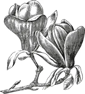 手绘 复古花
