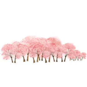 樱花素材