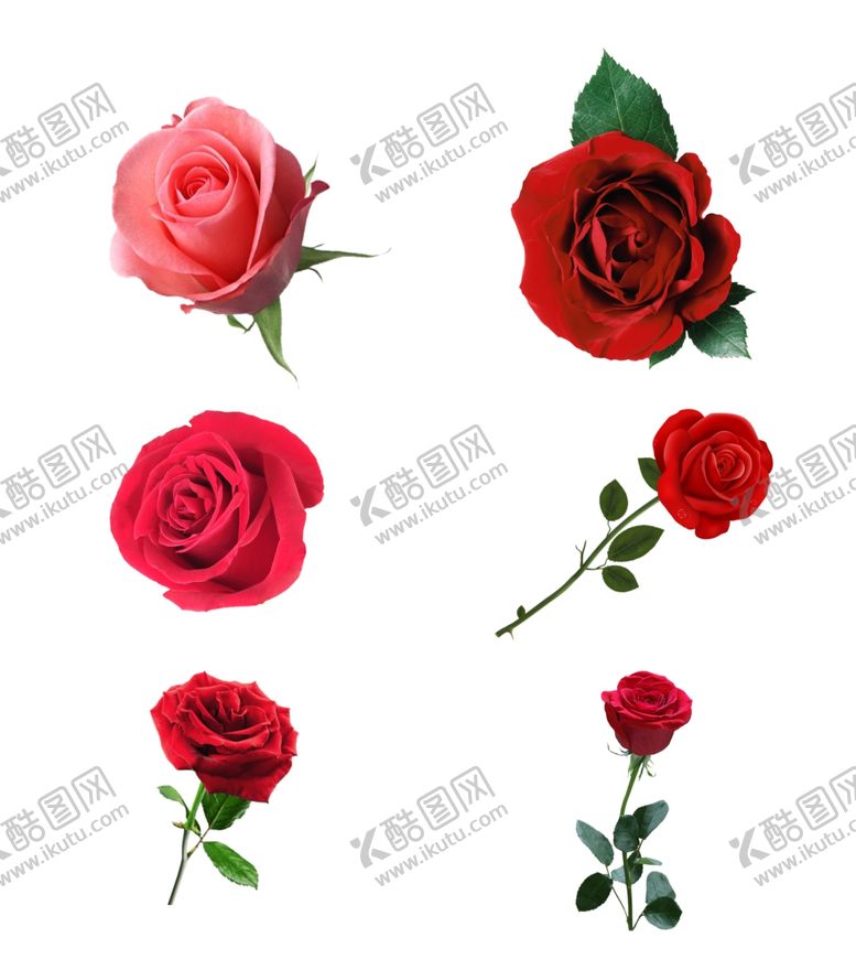 编号：27866006150024036323【酷图网】源文件下载-玫瑰花