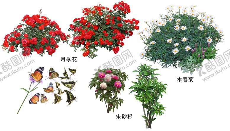编号：74906109161328111643【酷图网】源文件下载-花种类
