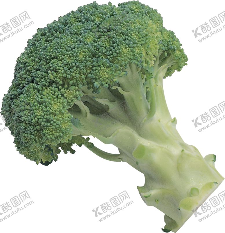 编号：90126105132301073797【酷图网】源文件下载-西兰花
