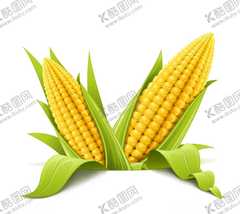 编号：34825904190955018596【酷图网】源文件下载-玉米