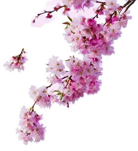 樱花素材装饰设计朵图片