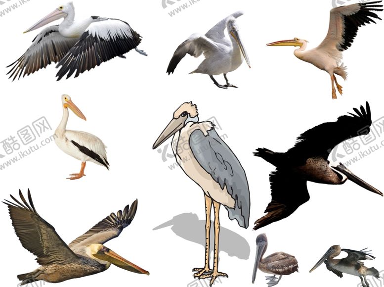 编号：79085309261020259097【酷图网】源文件下载-鹈鹕png免扣高清素材