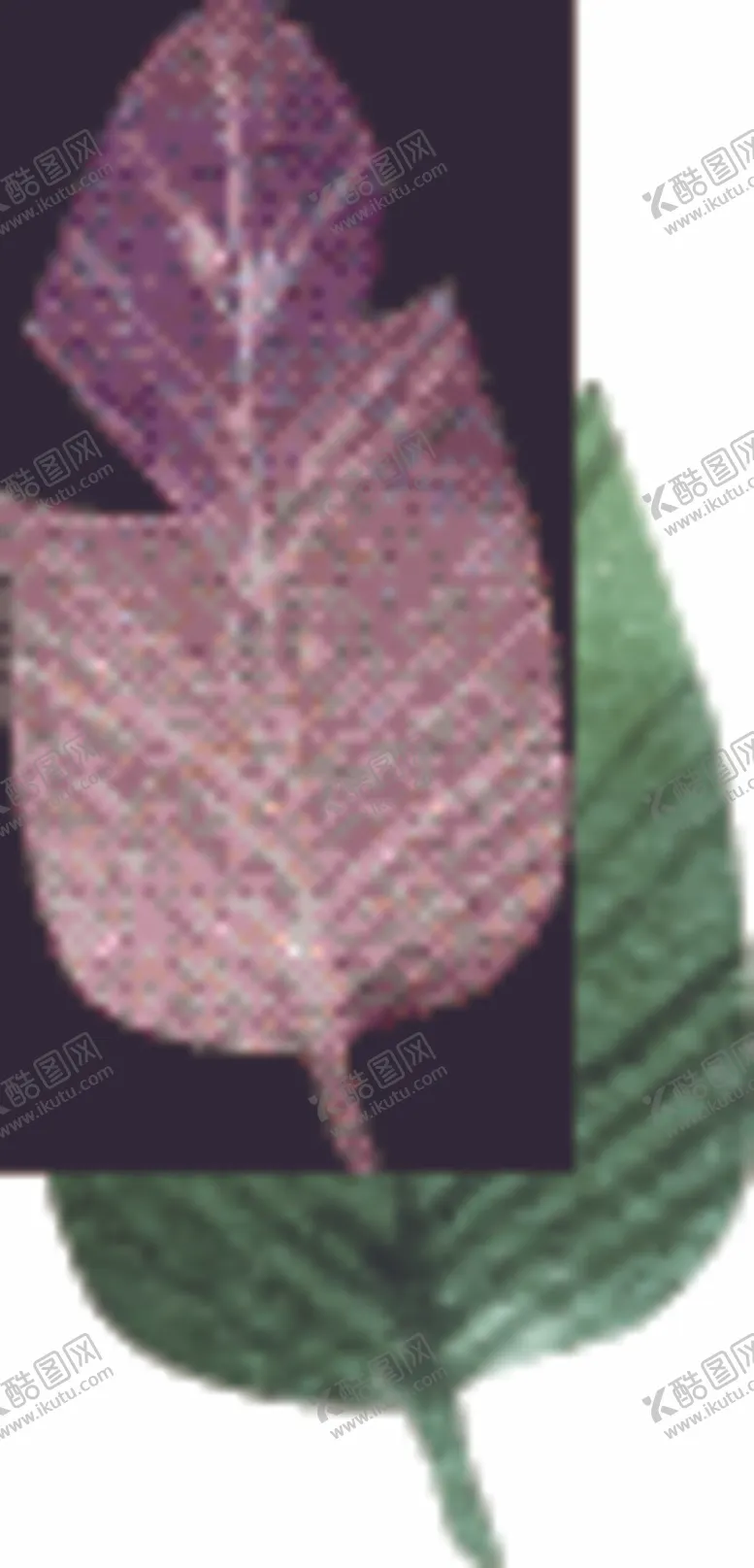 编号：96724210162053128276【酷图网】源文件下载-树叶
