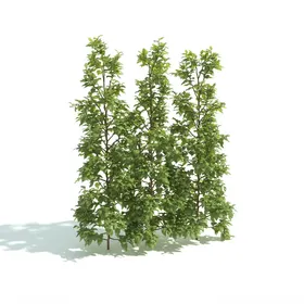C4D模型绿色植物