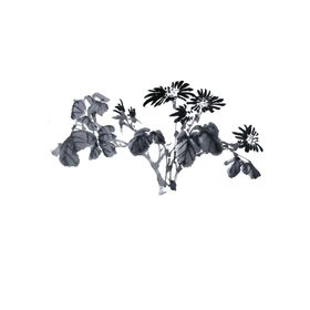 国画菊花