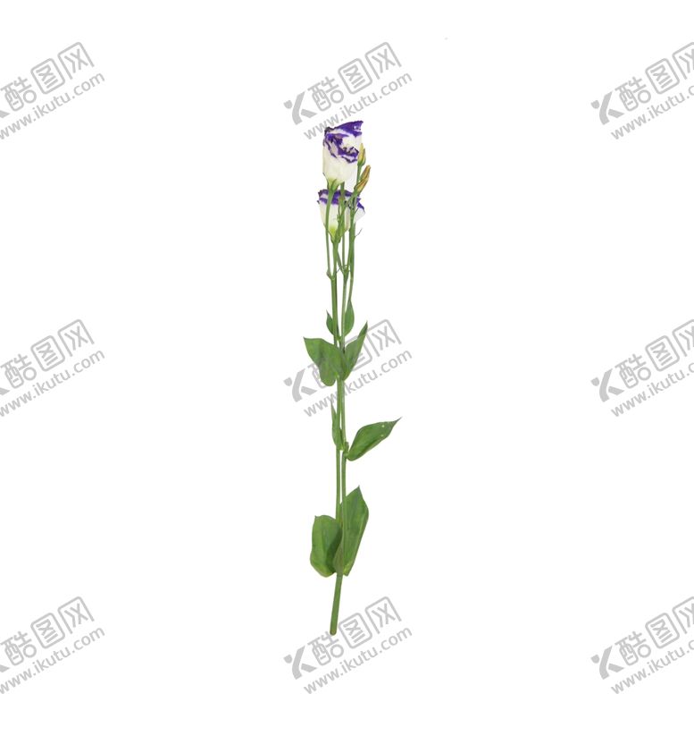 编号：77213407091846417485【酷图网】源文件下载-单只花花枝素材花