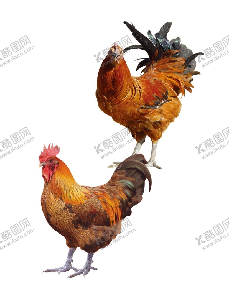 编号：39065009290204047476【酷图网】源文件下载-公鸡