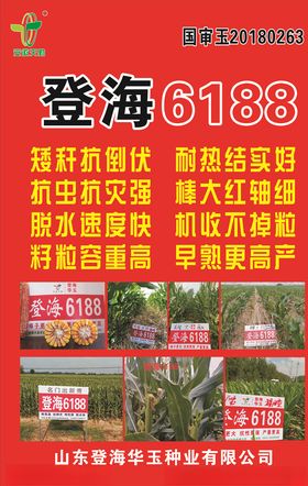 登海6188玉米种海报