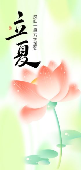 立夏时节绽放的娇艳荷花