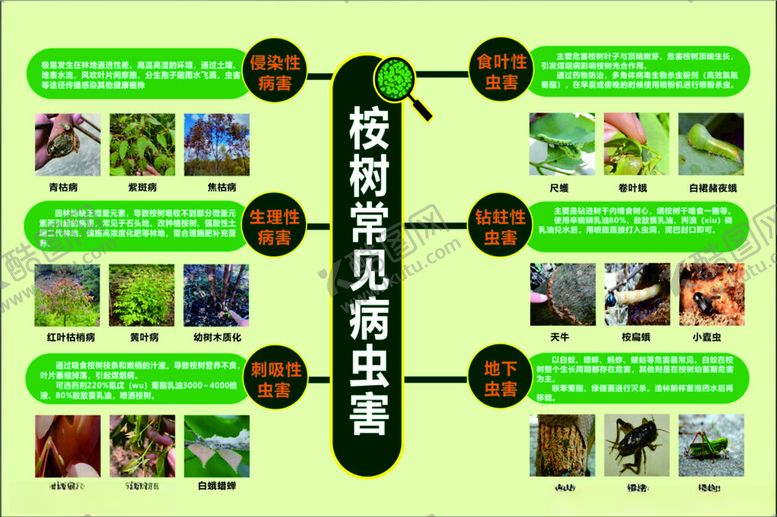 编号：66054101170657497989【酷图网】源文件下载-桉树常见病虫害