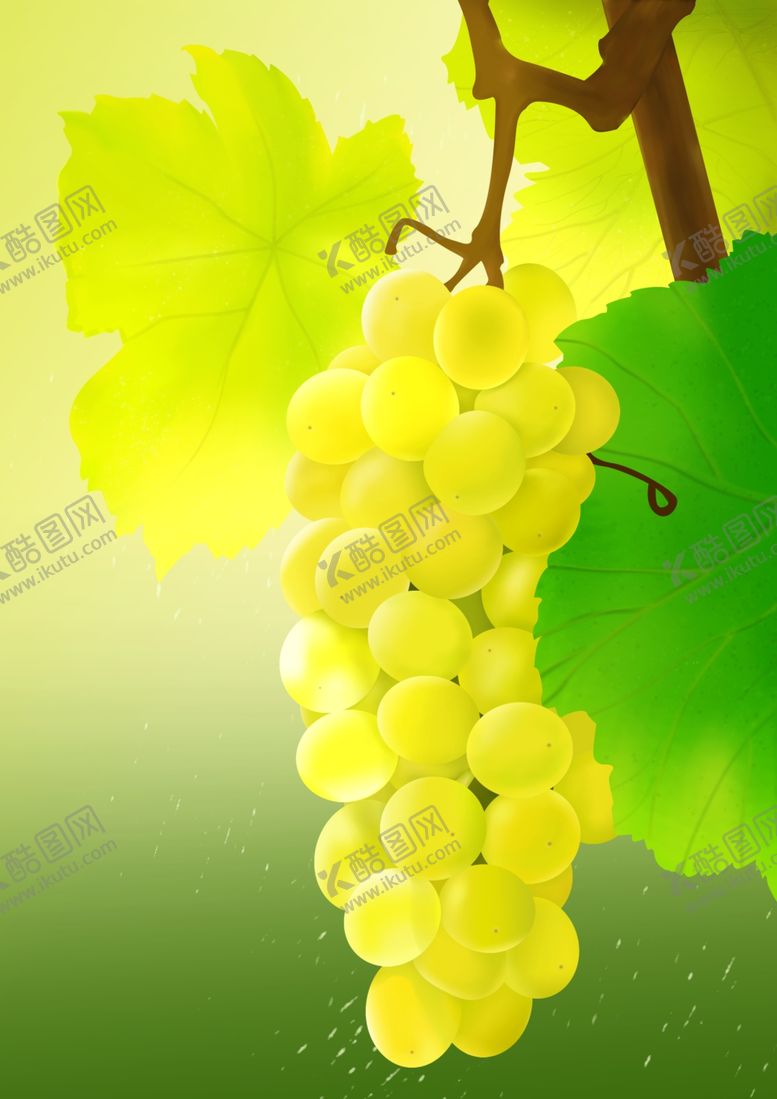 编号：67360201121921089758【酷图网】源文件下载-葡萄手绘
