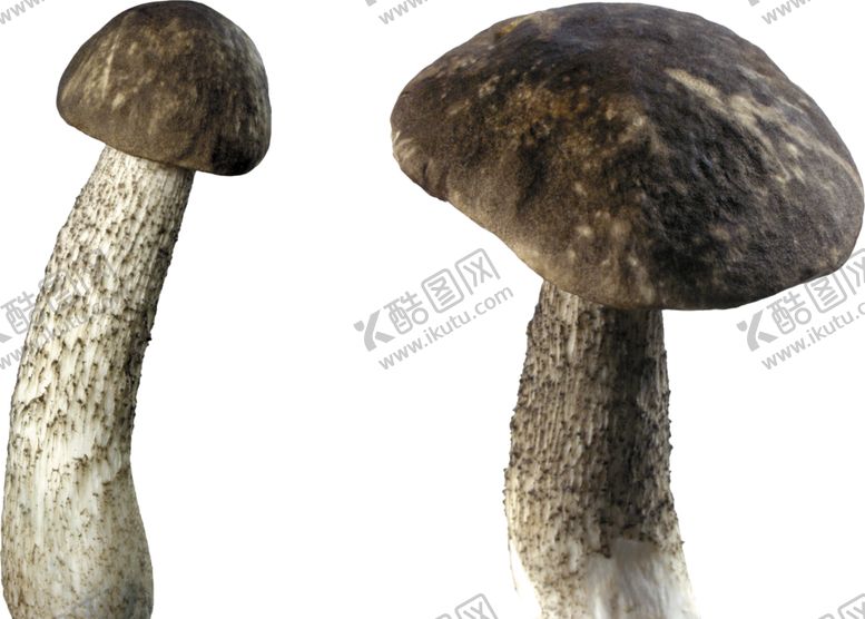 编号：60856109202009498211【酷图网】源文件下载-蘑菇